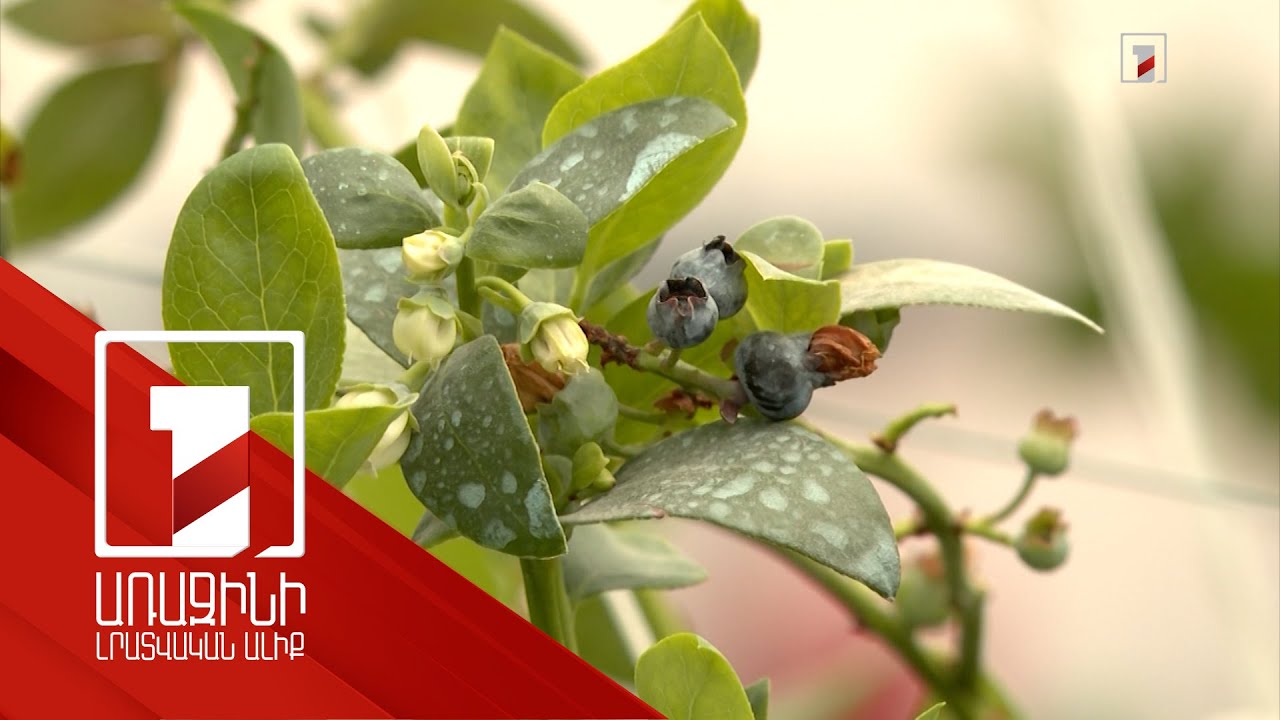 Հապալասի առաջին ջերմատունը Հայաստանում