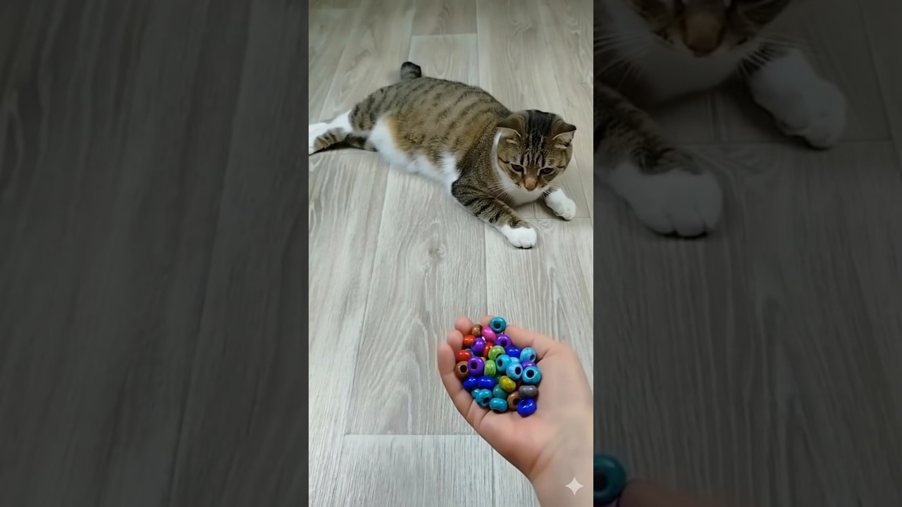 Meow Cat Barsik Beads 🌈 Ball 🏀🙀😍