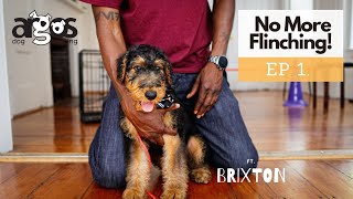 Puppy Handling Exercise | ft. Brixton the Airedale Terrier