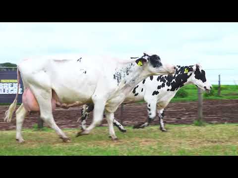 LOTE 62 5222 CT 5220 CT