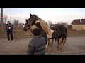 Продам коні у Івано Франківськ 0972686152