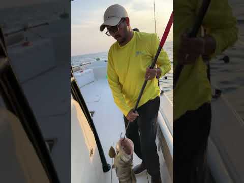 هامور ضخم Short 