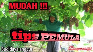 Tips Budidaya ANGGUR untuk PEMULA