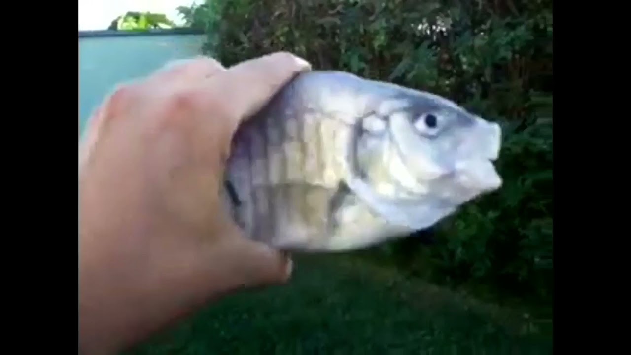 Killer Fish From San Diego But It’s Just Unnecessarily Loud