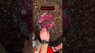 Download Lagu How to Compost Roses 🌹#gardening #foodscraps #sustainability #compost #valentinesday #flowers MP3