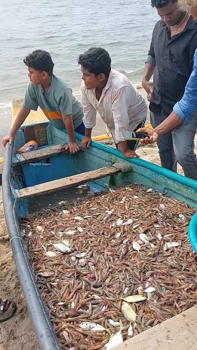 sea fishing  net fishing 14.10.25 #fishing #seafishing #fisherman #fish #shorts