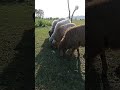 Baa Baa Brown Sheep, #viralvideo #shorts #bakramandi #nature #subscribe #bakraeid2024