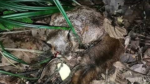 Yos hav zoov tua qaib qus