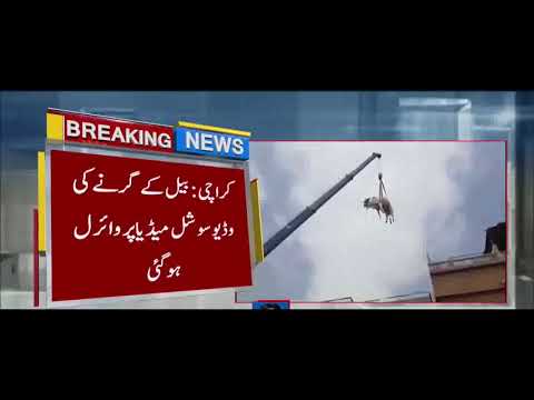 Bull Fell Off the Crane from 2nd ٖFloor in Karachi | Viral Video