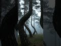 टेढ़े पेड़ों का जंगल 🌲 | Crooked Forest Mystery