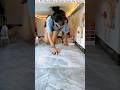 My animals ate all the food ll Carriage House wooden artist ll #cartoon #shortvideo