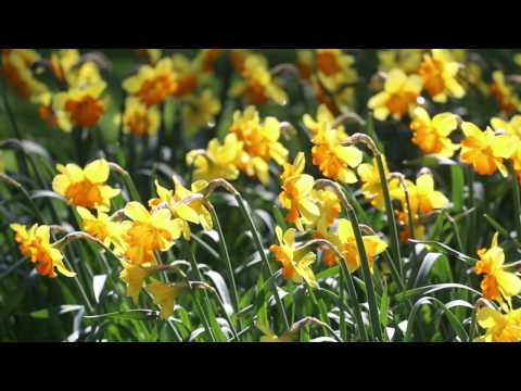 Video: Kevadest Sügiseni Roosas Aed