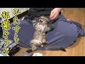 【第62話】家事をひたすら邪魔する子猫(面白い&可愛い子猫)