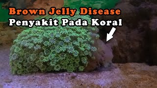 Brown Jelly Disease, Penyakit Pada Koral