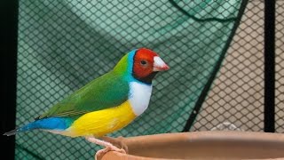 Lady Gouldian finches dietary needs