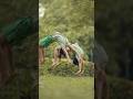 Salto Bareng