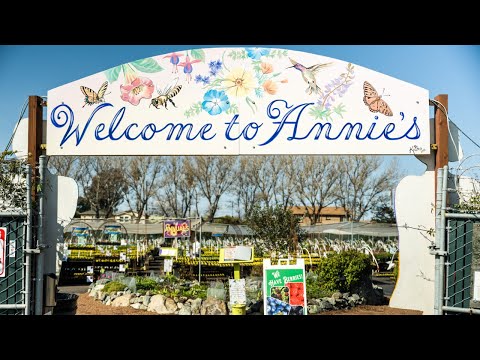 Video: Annuals For California - Eenjarigen kiezen voor de westelijke Amerikaanse regio's