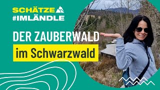 Der Zauberwald im Schwarzwald