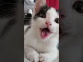 gatito habla #cat #cute #funny #kitten #animals #pets #cutecat #gatos