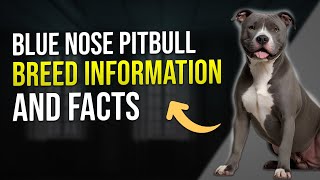 Blue Nose Pitbull Breed Information and Facts