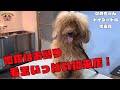 〚大変身〛噛み癖がありどこもお断りのトイプードルをトリミング!!