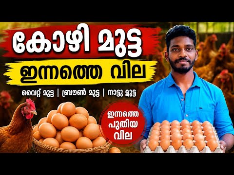 ഇന്നത്തെ കോഴി മുട്ട വില |egg price today 17/08/2026