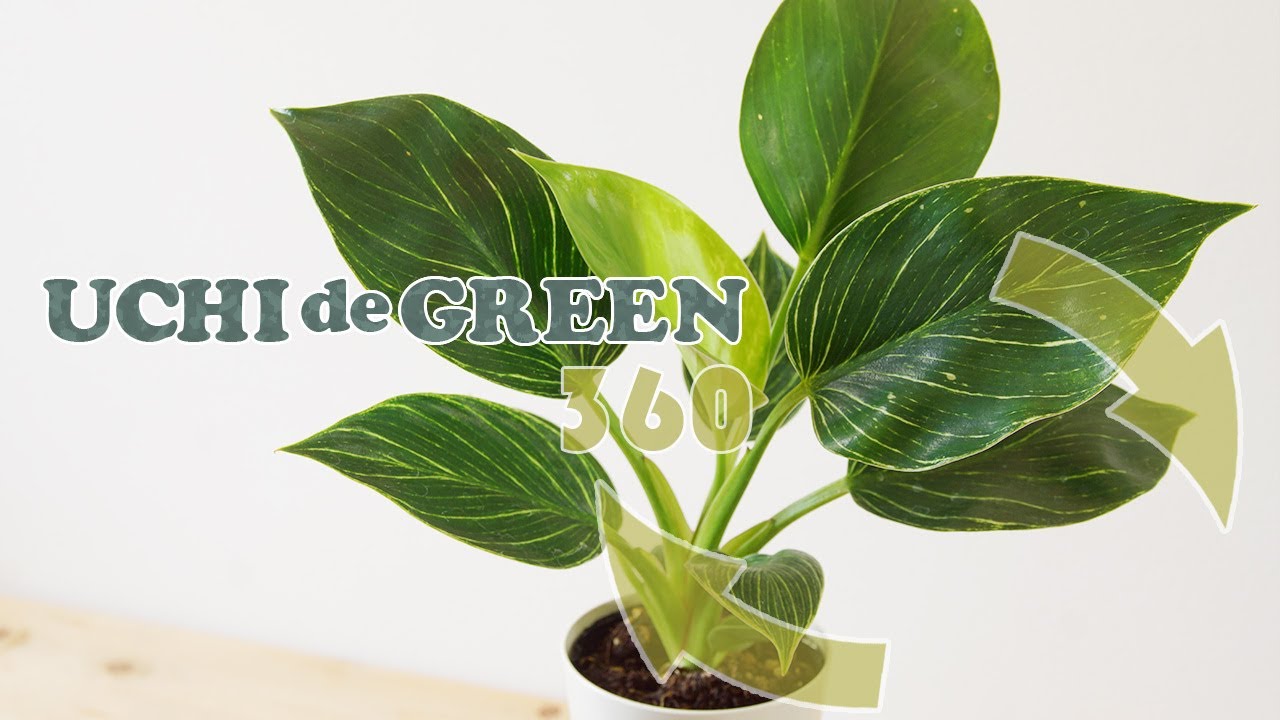 フィロデンドロン属の観葉植物 フィロデンドロン・バーキンの基本的な