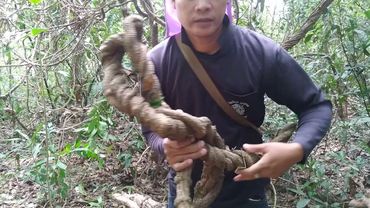 เครือเขาหลงป่าลึกให้บูชาครับหรือว่านหลงสุรินทร์0806207741