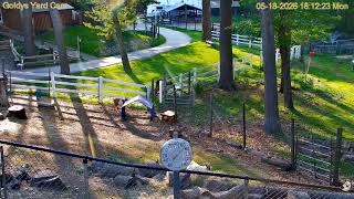 Goldy's Yard OPEN GATE 612pm Zebus exit pond walk out of view;Goaties paddock 5182026