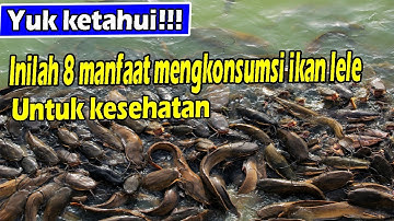YUK KETAHUI!!! INILAH 8 MANFAAT MENGKONSUMSI IKAN LELE UNTUK KESEHATAN