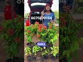 Mohini Bauhinia Coccinea 🌺 – 6 മാസം വരെ തുടർച്ചയായി പൂക്കുന്ന super attractive creeper plant!