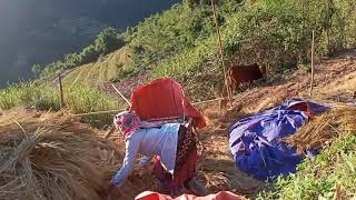 Mu Ntau Nplej Nawb Tshav Ntuj Kub 2 Li Lo Da Dej Tsau Ntuj Lawm