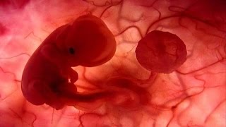 видео Какое обследование нужно пройти перед беременностью