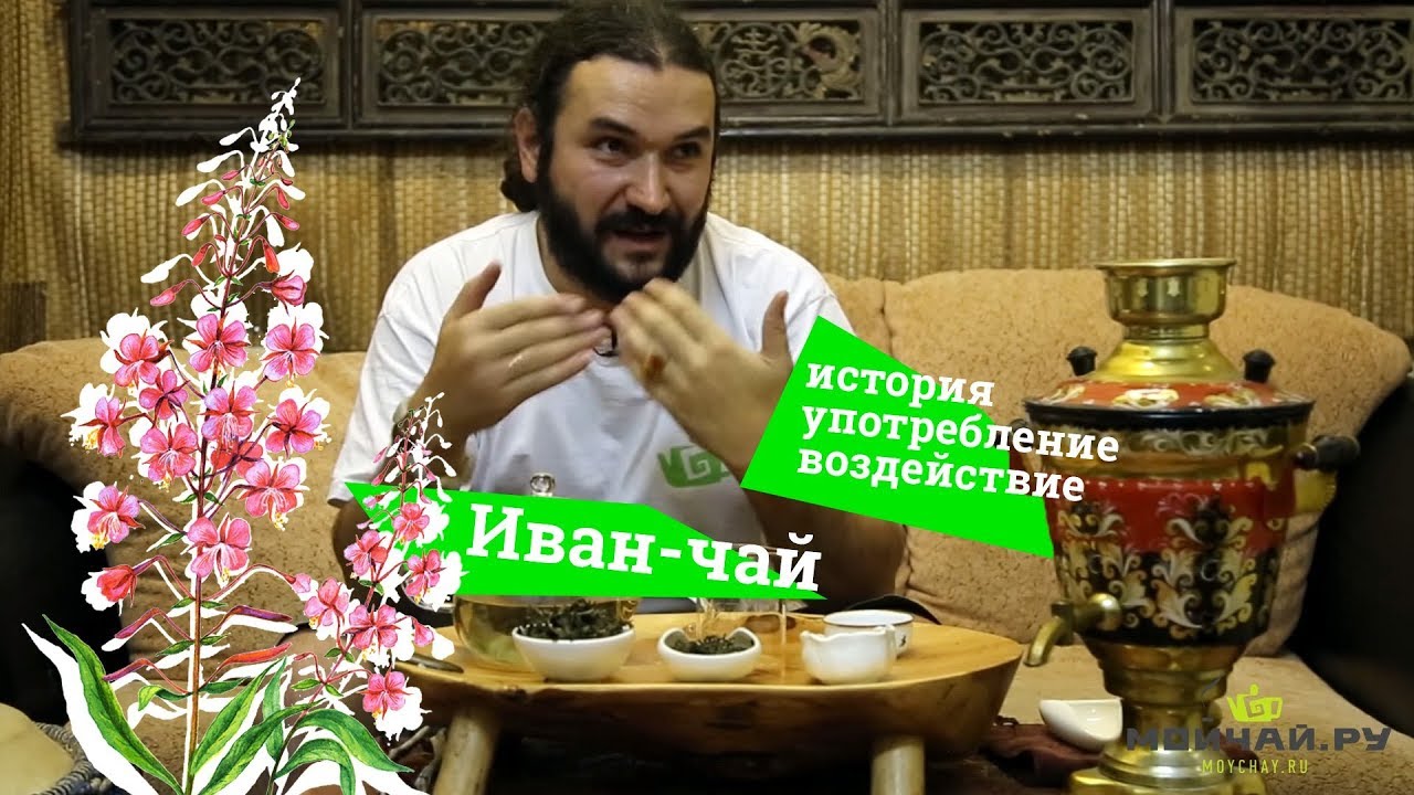 Иван-чай. История, употребление, воздействие. (Кипрей узколистный ...