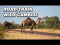 Incredible Outback Wildlife: Camels, Eagles &amp; A Road Train Close Call!