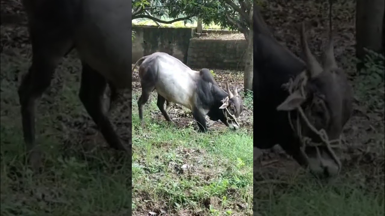 Khillar Bull Jallikattu Videos Chittoor Jallikattu Andhra Jallikattu AYC