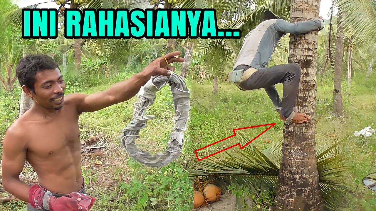 CARA PANJAT KELAPA DENGAN MUDAH DAN AMAN || PANEN KELAPA
