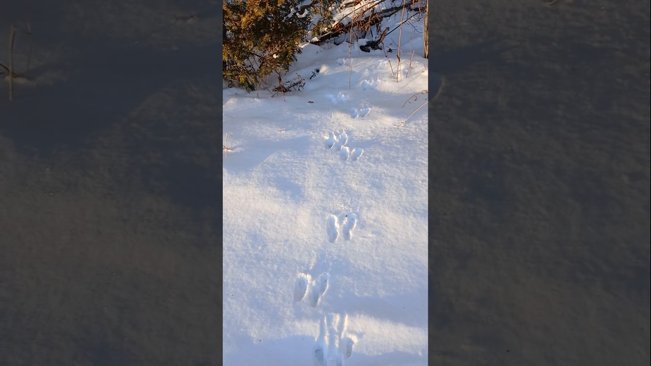Bunny Tracks in the Snow
