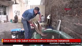 Gece Attığı Ağı Sabah Kontrol Edince Gözlerine İnanamadı Yilan Baliklari