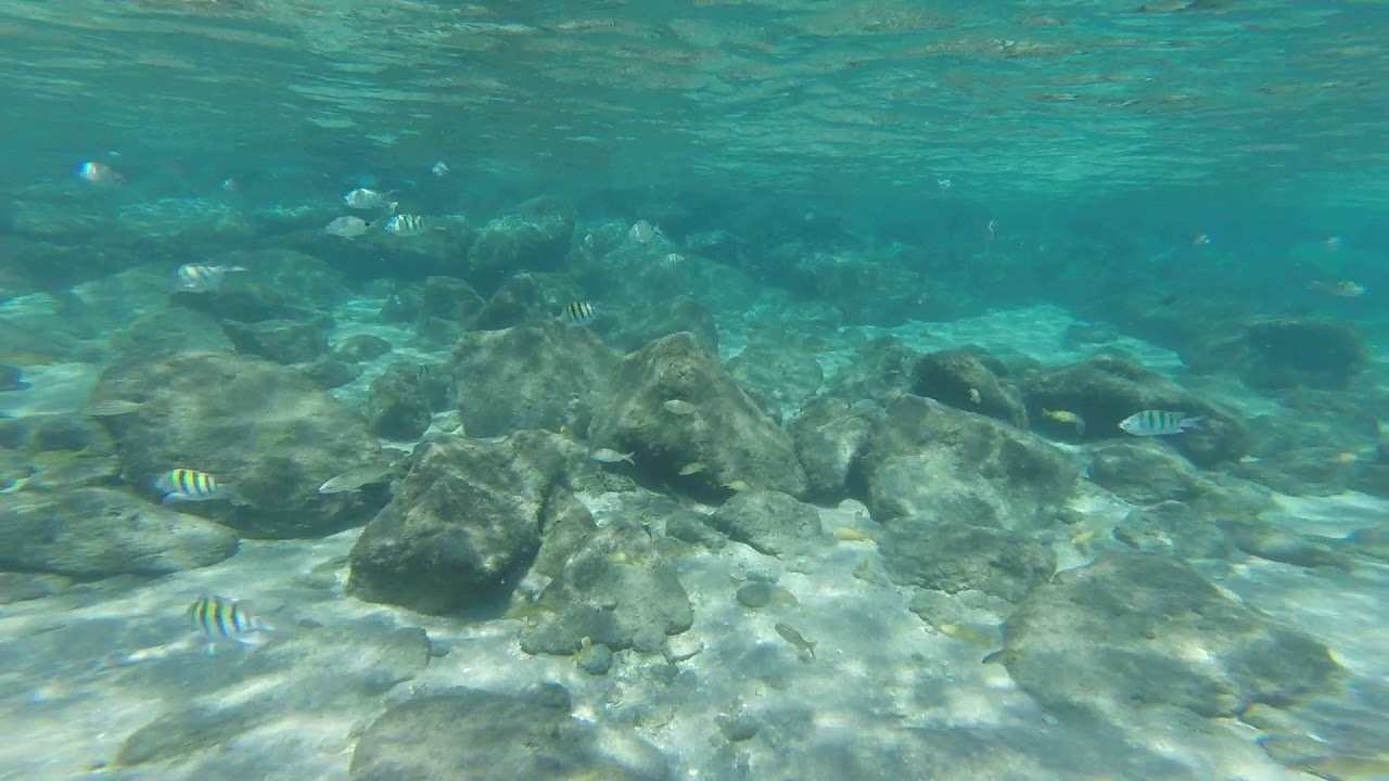 Snorkelling, Peanut Island, Palm Beach, Miami, Florida, USA YouTube