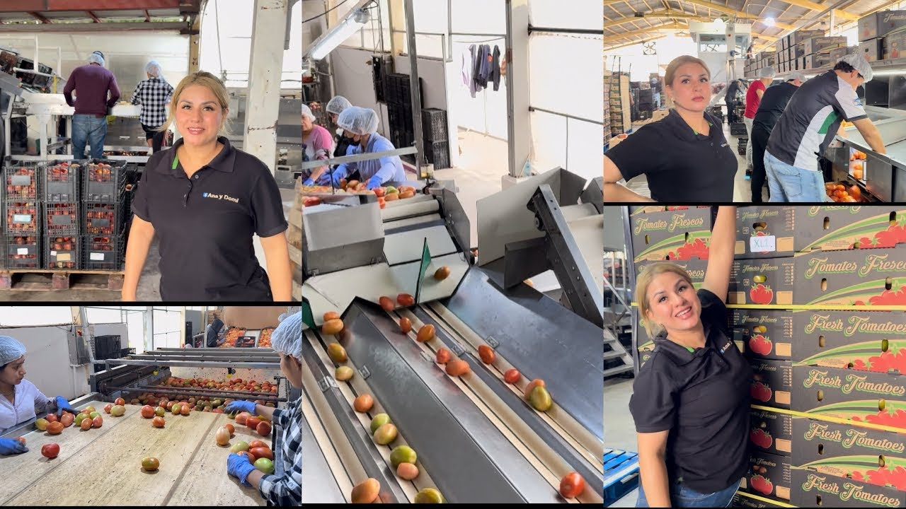 Así es el proceso de empacado de tomate saladette en ￼el corazón agrícola de México Guasave Sinaloa 