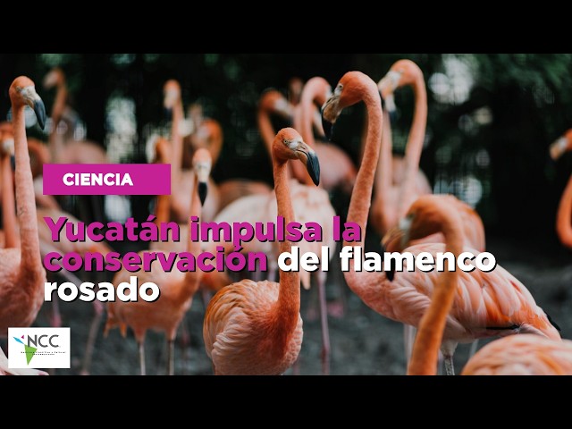 Yucatán impulsa la conservación del flamenco rosado
