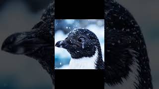 Gym MotivationBuild Muscle Fast No Excuses 2026 #gym #shorts #gymmotivation #gymworkout #gymrat
