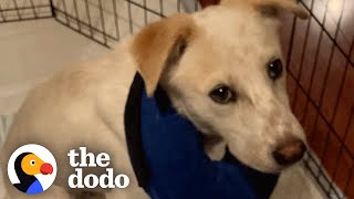 Labrador Who Was Too Scared To Leave His Crate Learns How To Be A Puppy | The Dodo Foster Diaries