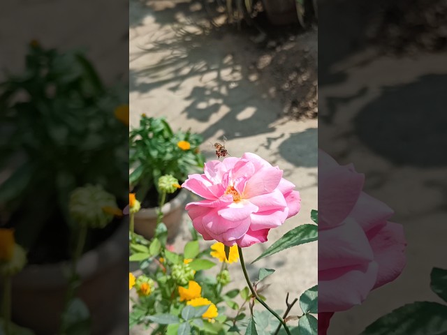 Honey Bee Collecting Honey From Flower|Beautiful Rose Flower| #youtubeshorts #viral #rose #roseplant class=
