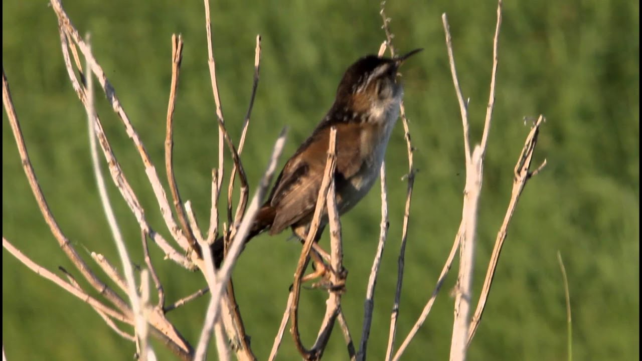 area of a trapezoid MNSA Cam: Marsh Wren