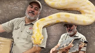 Unboxing A Rare Burmese Python🤩