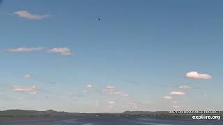 Mississippi River Flyway Cam. Three soaring eagles in for landing - explore.org 05-26-2021