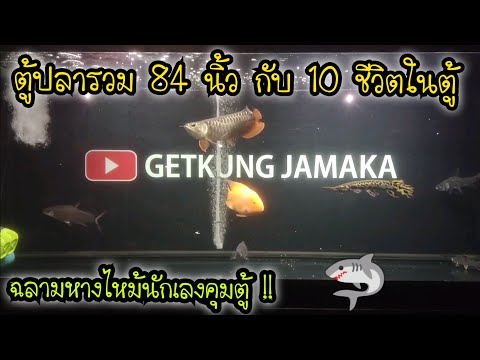 ตู้ปลารวม 84 นิ้ว กับ 10 ชีวิตในตู้ .. ฉลามหางไหม้นักเลงจิงๆ 🦈
