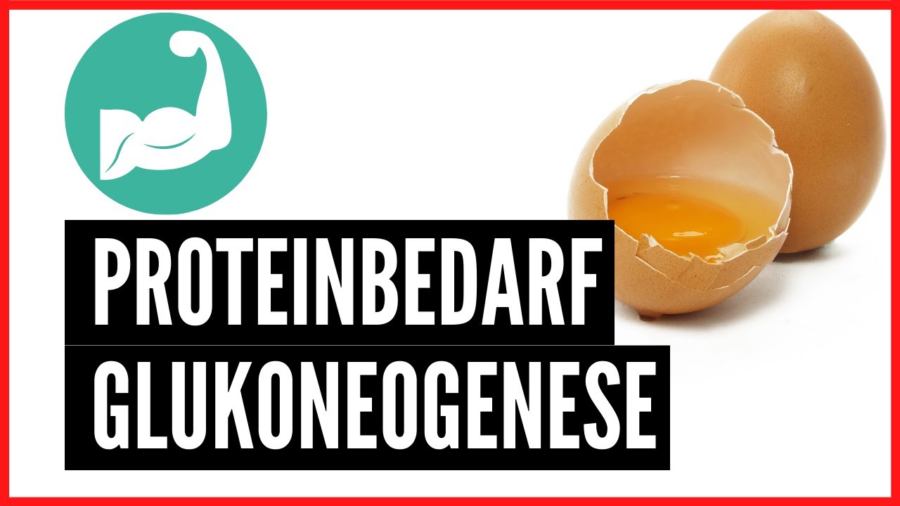 Endlich ! Der ideale Proteinbedarf | Ketogen keine Glukoneogenese durch zu viel Protein